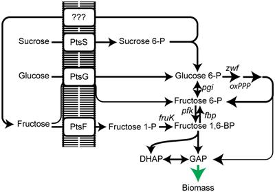 Evolving a New Efficient Mode of Fructose Utilization for Improved Bioproduction in Corynebacterium glutamicum